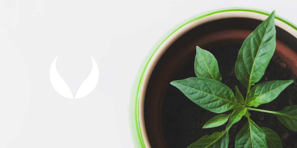 Sploosh Media | Eco Web Hosting | Email Hosting | Packages